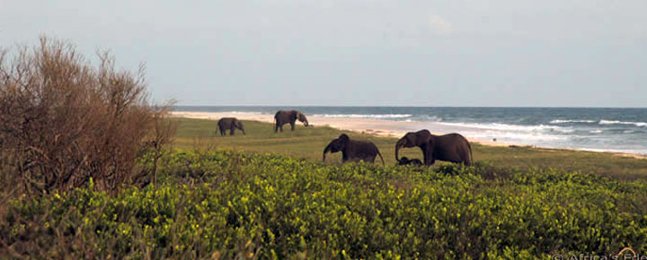 beach, elephant